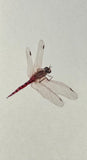 Dragon fly (6 cm)