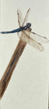 Dragon fly (6 cm)
