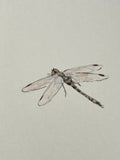 Dragon fly (7,5 cm)