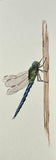 Dragon fly (7,5 cm)