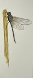 Dragon fly (7,5 cm)