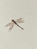 Dragon fly (7,5 cm)