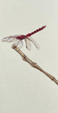 Dragon fly (7,5 cm)