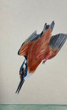 Kingfisher (7,5 cm)