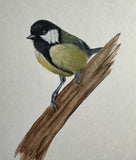 Tit on branch (24 x 27 cm)