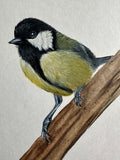 Tit on branch (24 x 27 cm)