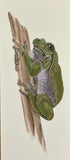 Frog (7,5 cm)