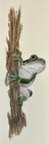 Frog (7,5 cm)