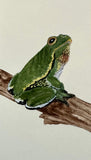Frog (7,5 cm)