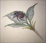 Japanese beetle (12 x 13,5 cm)
