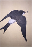 Swallow (7,5 cm)