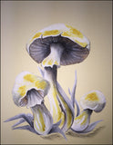 Mushrooms (24 x 27 cm)