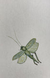 Insect 'Meconema thalassinum' (6,0 cm)
