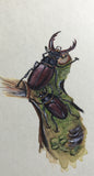 Stag beetle (6,0 cm)