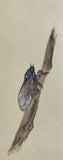 Cicada (6,0 cm)