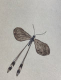 Insect (6,0 cm)