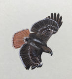 Red tailed hawk (7,5 cm)