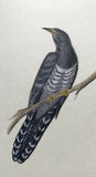 Cuckoo (6,0 cm)