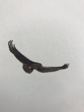 Eagle (7,5 cm)