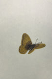 Butterfly (6,0 cm)