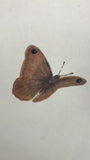 Butterfly (6,0 cm)
