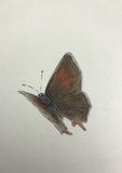 Butterfly (7,5 cm)