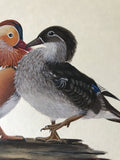 Mandarin ducks (24 x 27 cm)