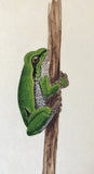 Frog (7,5 cm)