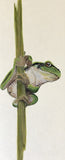 Frog (7,5 cm)