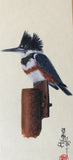 Belted Kingfisher (7,5 cm)