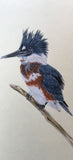 Belted Kingfisher (7,5 cm)