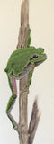 Frog (6,0 cm)