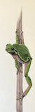 Frog (6,0 cm)