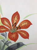 Daylily (24 x 27 cm)