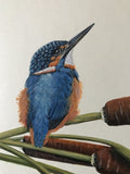 Kingfisher (24 x 27 cm)