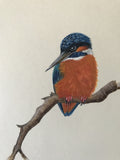 Kingfisher with water lilies (24 x 27 cm)