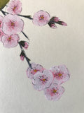 Japanese white-eye with blossom (*24 x 27 cm)