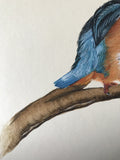 Kingfisher (24 x 27 cm)
