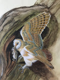 Owl (24 x 27 cm)