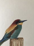Bee-eater (24 x 27 cm)