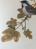 Tit on branch (24 x 27 cm)