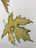 Maple leaves in autumn (24 x 27 cm)