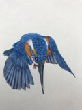 Kingfisher (12 x 13,5 cm)