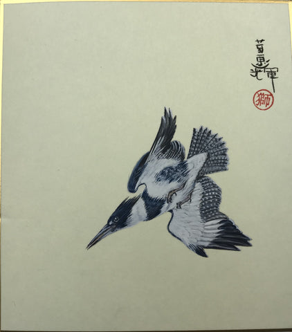Belted kingfisher (12 x 13,5 cm)