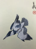 Belted kingfisher (12 x 13,5 cm)