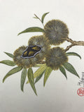 Chestnut (12 x 13,5 cm)