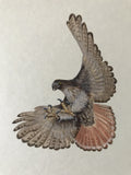 Red tail hawk (18 x 21 cm)