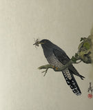Cuckoo with insect (18 x 21 cm)