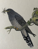 Cuckoo with insect (18 x 21 cm)