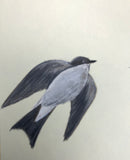 Swallow (6,0 cm)